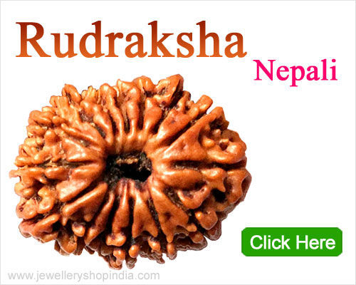Nepali Rudraksha Seeds